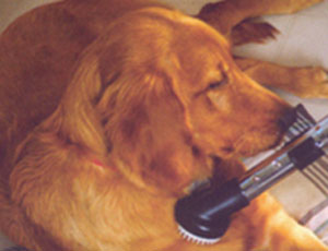 Vacuum Part Helping Clean Up Shedding Dog - Pet Tools