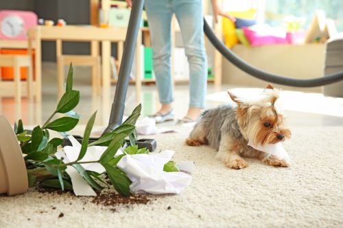 Woman using whole house vacuum to clean up dirt on carpeting from tipped plant. Yorkie is next to plant.